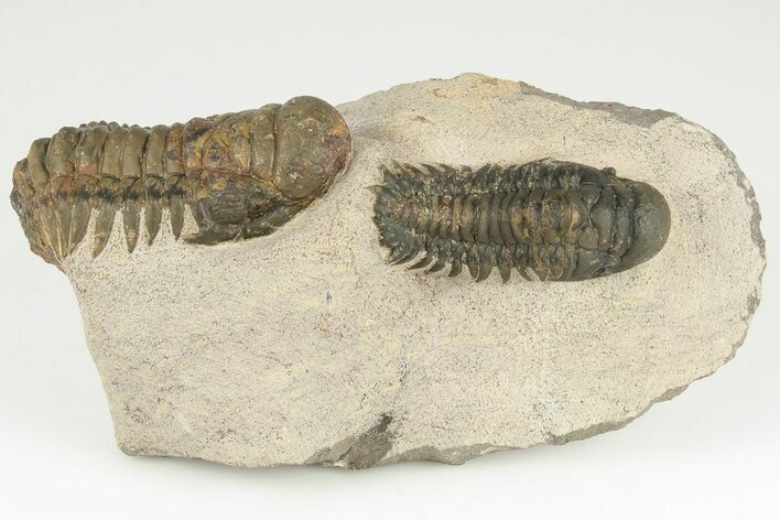 Two, Bargain, Crotalocephalina Trilobite Fossils - Atchana, Morocco